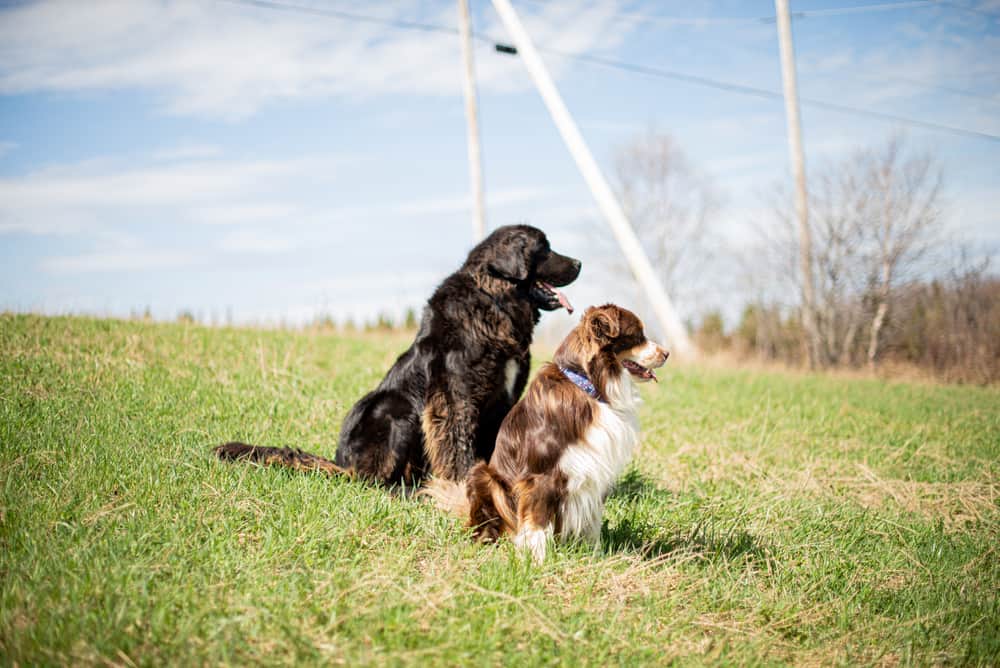 Newfoundland Australian Shepherd mix