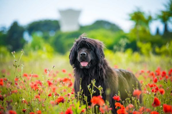 Newfoundland