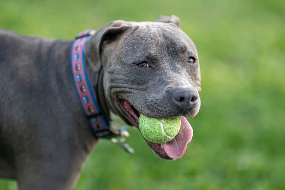 Australian Shepherd Pitbull Mix