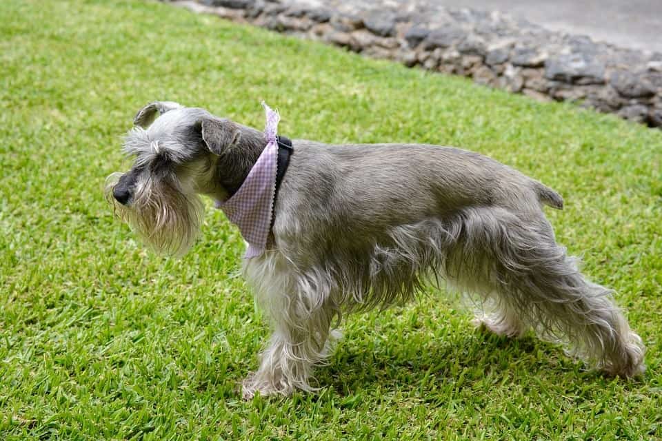 Schnauzer-Australian-Shepherd-Mix