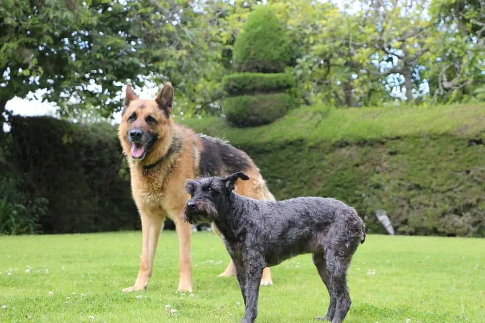 Schnauzer-Australian-Shepherd-Mix