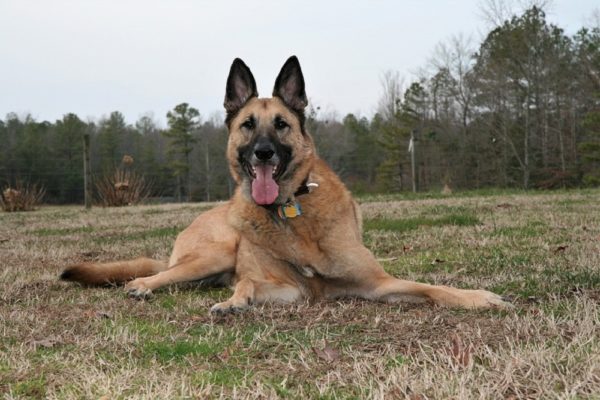 Spaying-and-Neutering-your-German-Shepherd