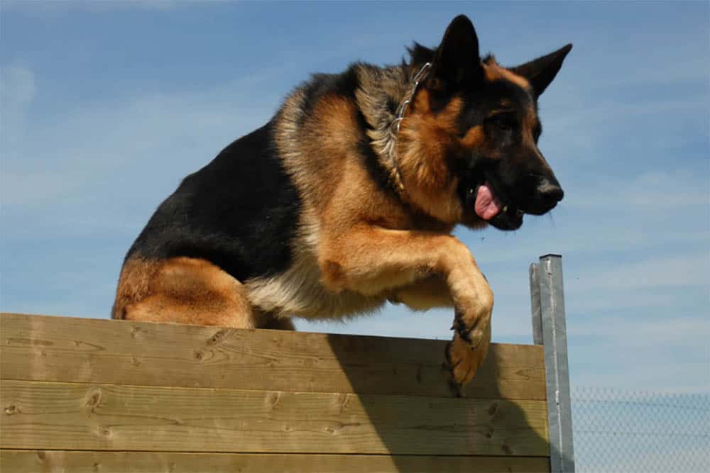 Stopping-Your-German-Shepherd-From-Jumping-Over-Fences-The-Essential-Guide