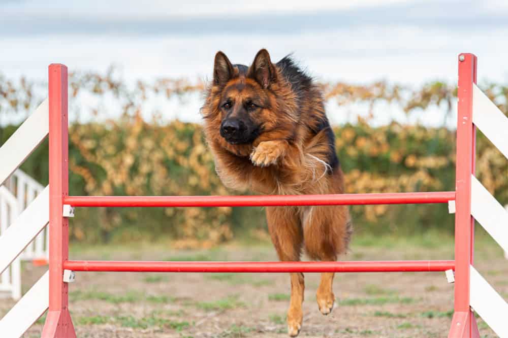 Stopping-Your-German-Shepherd-From-Jumping-Over-Fences-The-Essential-Guide