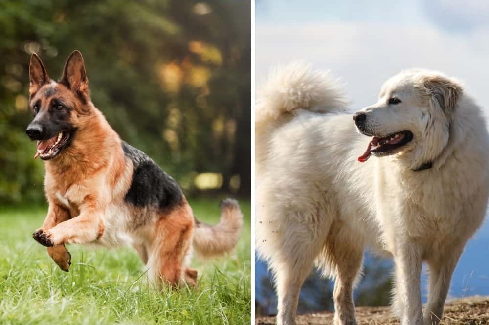 The-Great-Pyrenees-Vs-The-German-Shepherd