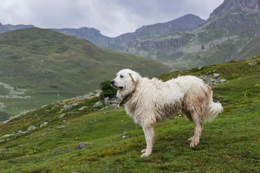 German-Shepherd-vs-Great-Pyrenees