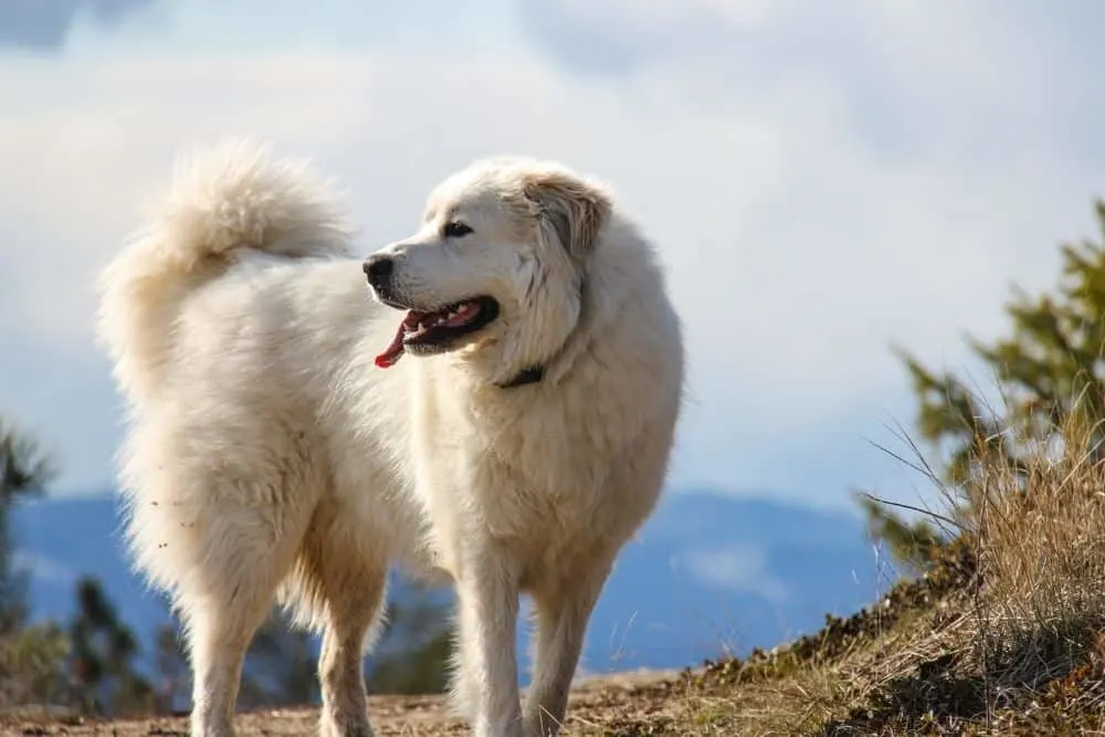 German-Shepherd-vs-Great-Pyrenees