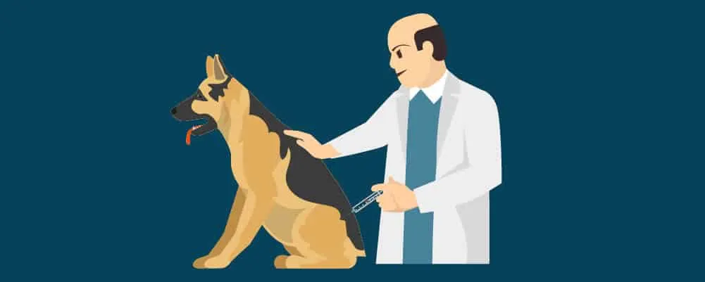 Veterinarian vaccinating the pregnant dog