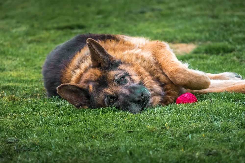 Why-Is-My-German-Shepherd-Dog-Sleeping-On-His-Back