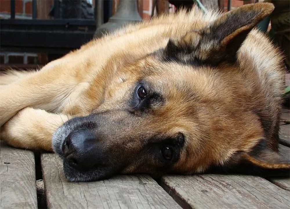 Why-Is-My-German-Shepherd-Dog-Sleeping-On-His-Back