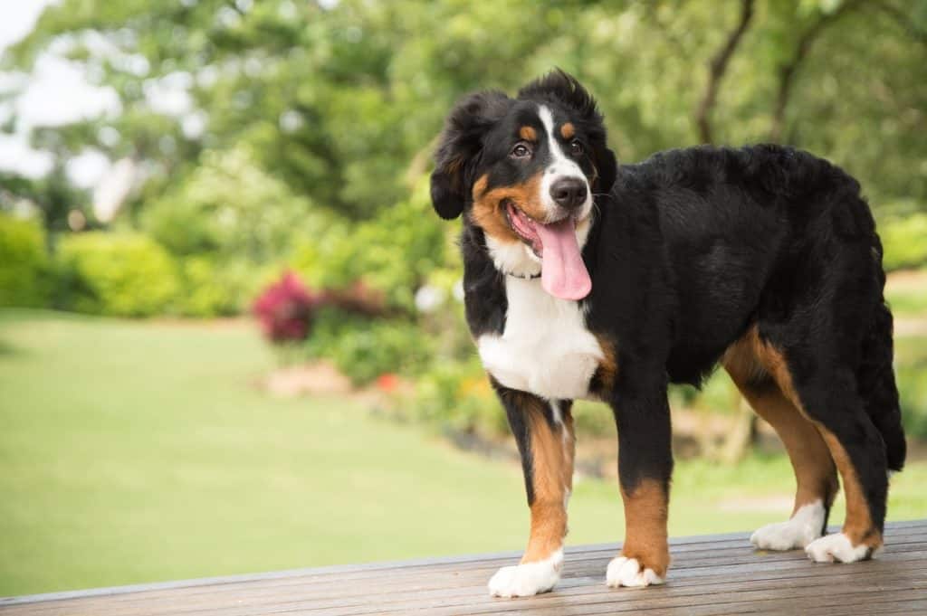 Bernese Mountain Dog Australian Shepherd Mix