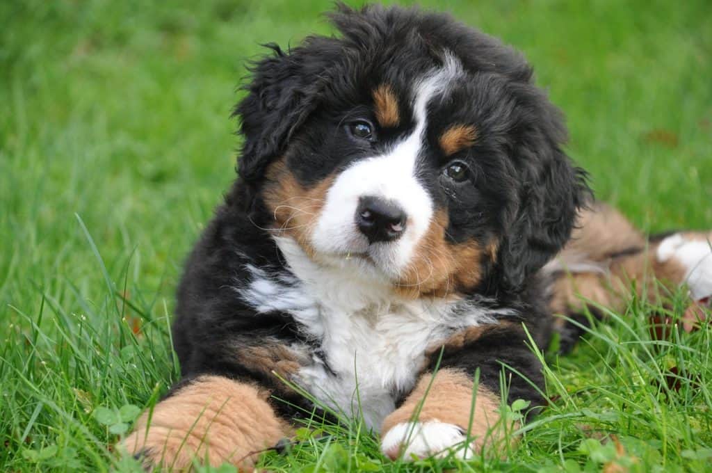 curious if australian shepherd dogs are hypoallergenic