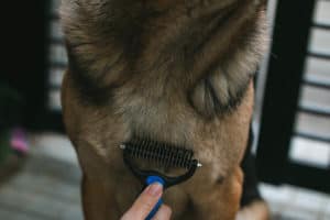german-shepherd-grooming