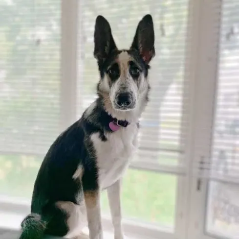 panda-gsd-sitting-looking-at-camera