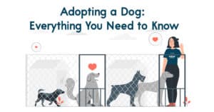 Adopting a Dog Everything You Need to Know