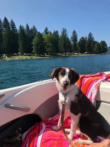 Australian-Shepherd-on-boat