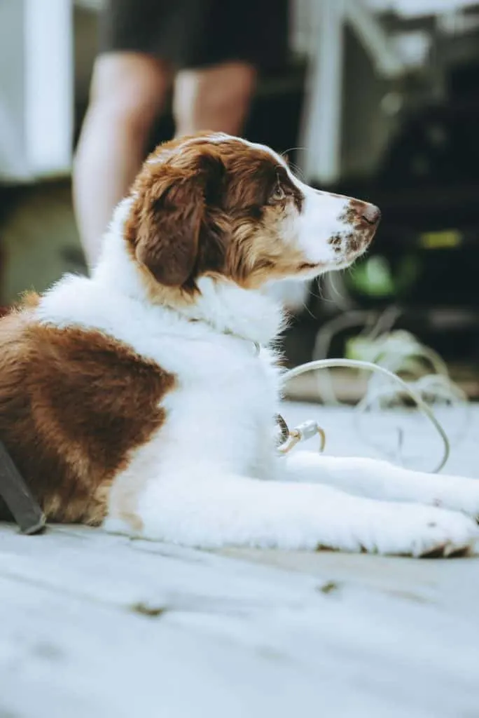 Australian-Shepherd