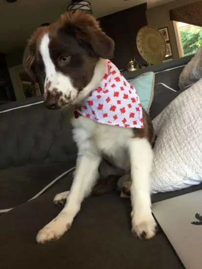 Australian-Shepherd-Goldendoodle-Mix