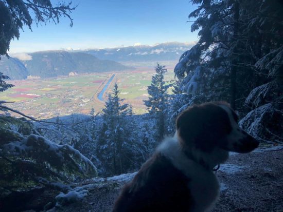 Australian-Shepherd-in-the-mountains