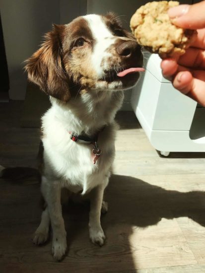 Australian-Shepherd-greyhound-mix