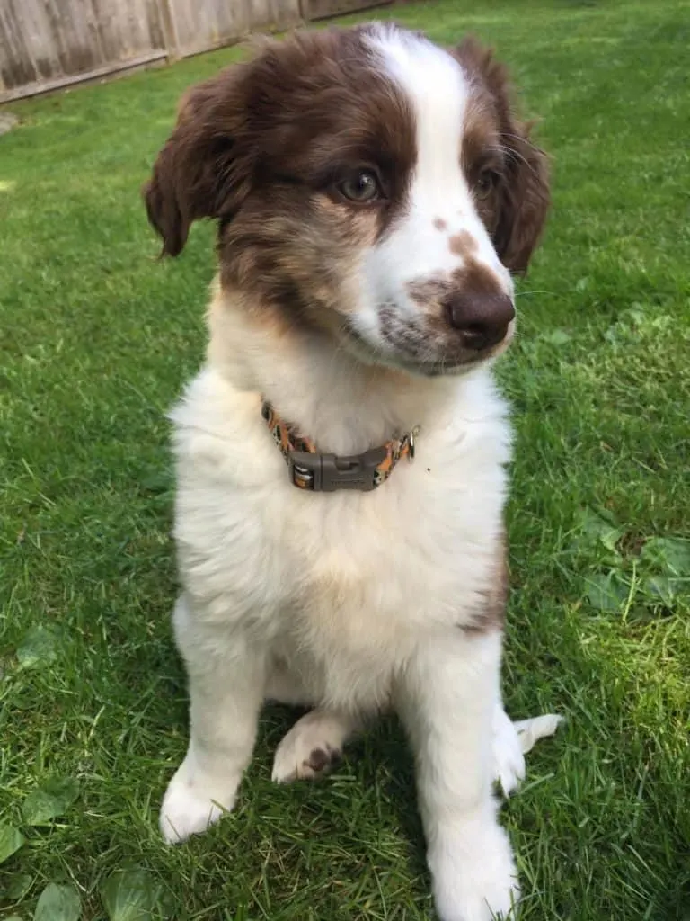 Australian-Shepherd