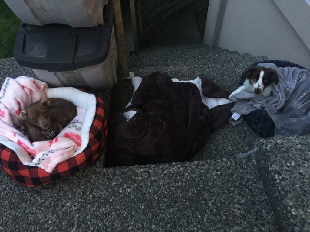 Australian-Shepherd-Laying-With-Her-Blanket