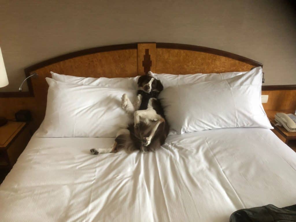 Australian-Shepherd-laying-in-bed