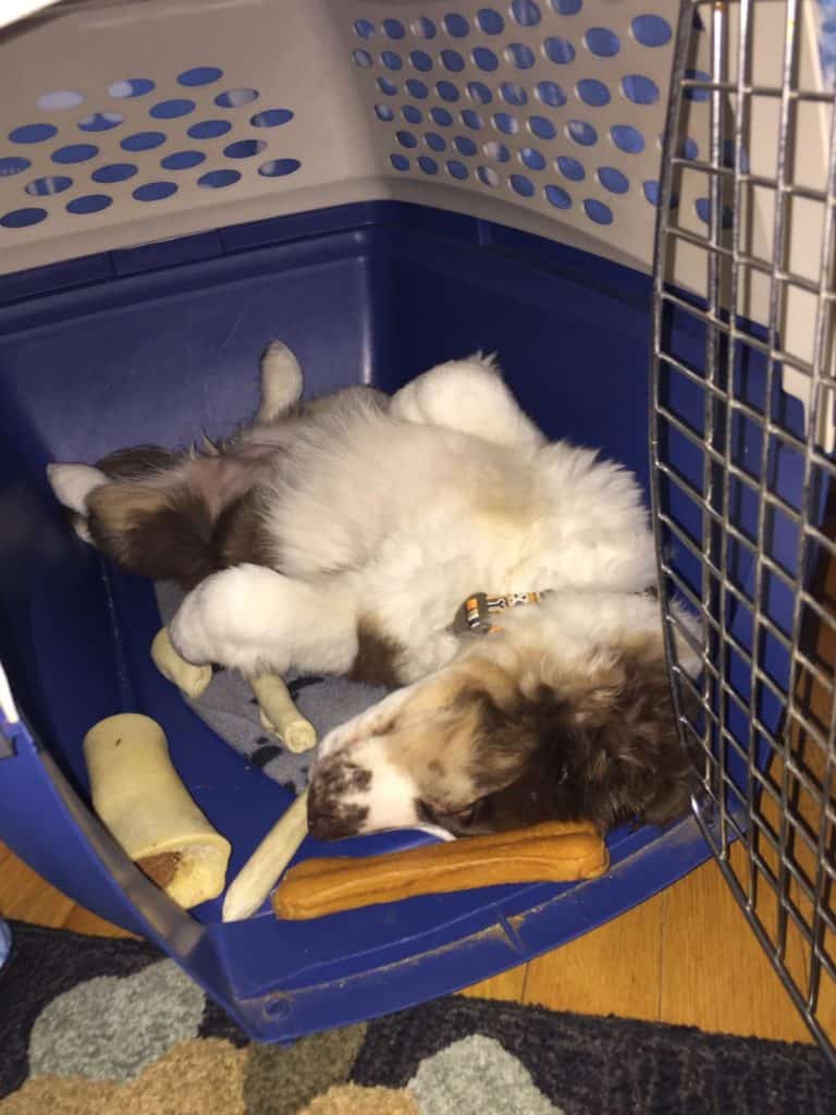 Australian-Shepherd-laying-on-her-back-in-her-crate