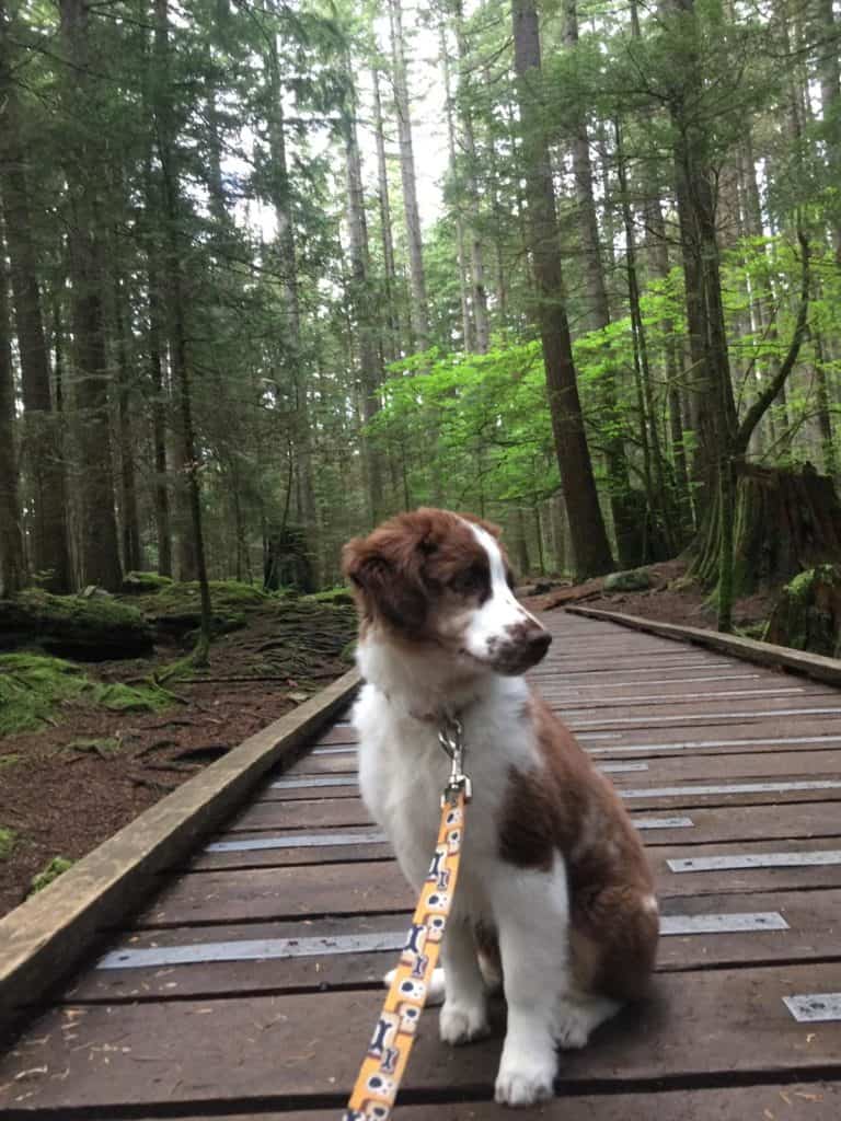 Australian-Shepherd-puppy-siting-in-the-forest