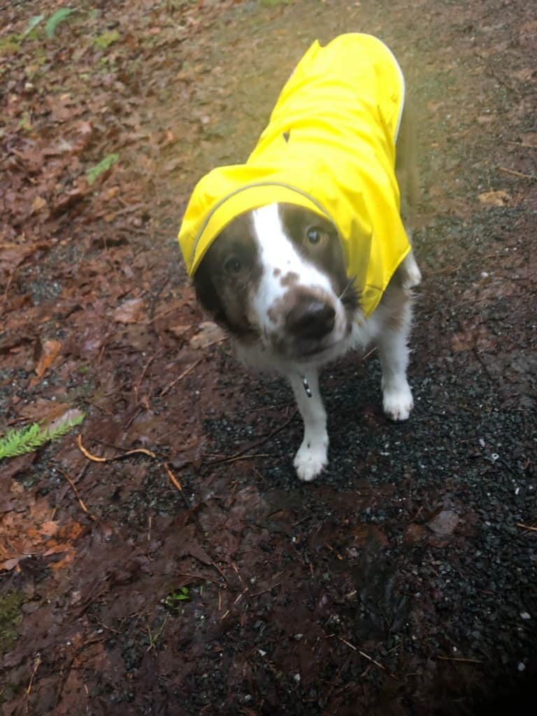 Australian-Shepherd-with-a-rain-jacket