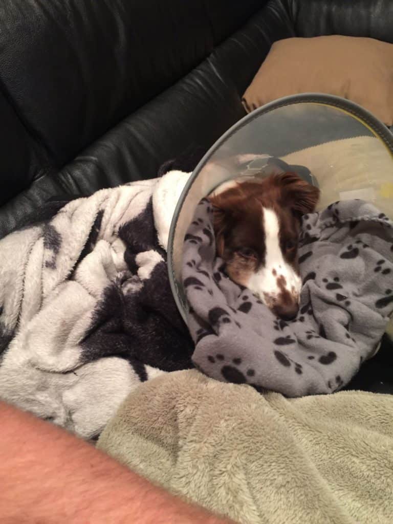 Australian-Shepherd-with-cone-around-her-head-after-spaying-procedure