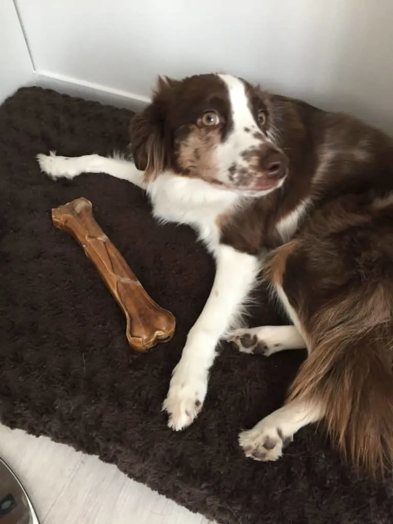 Australian-Shepherd-with-her-chew-bone