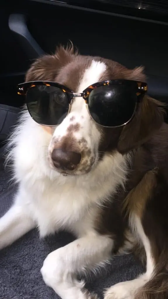 Australian-Shepherd-with-sunglasses-on