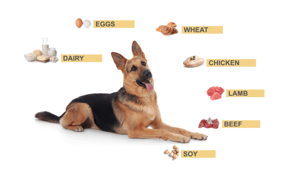 Basic Nutritional Advice For German Shepherds Helpful Tips Basic Nutritional Advice For German Shepherds Helpful Tips