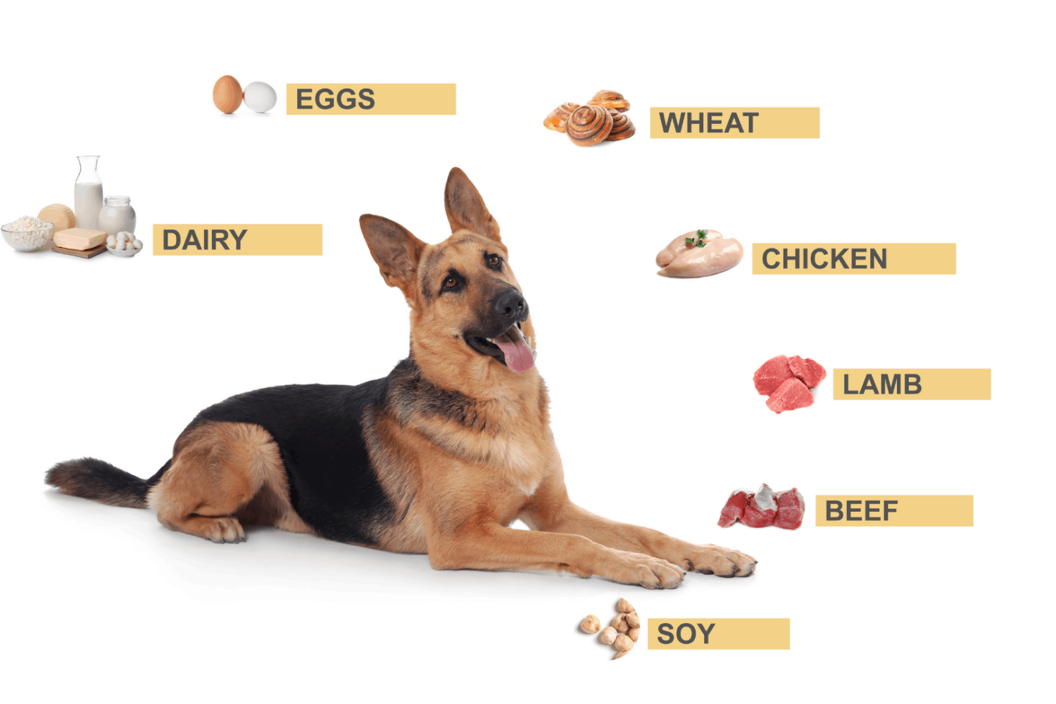 Basic Nutritional Advice For German Shepherds Helpful Tips