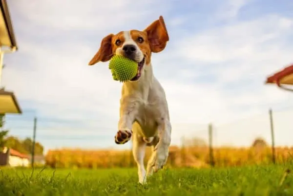 Beagle-australian-shepherd-mix