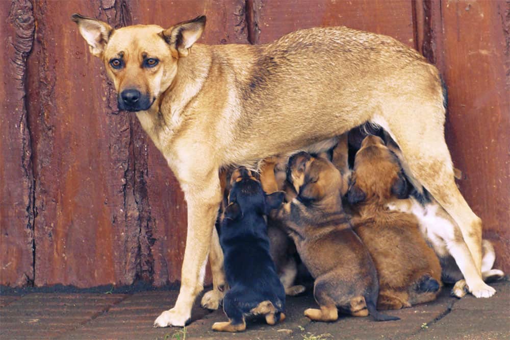 do dogs recognize their mothers