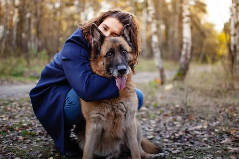 Do-German-Shepherds-Like-To-Cuddle-And-Why