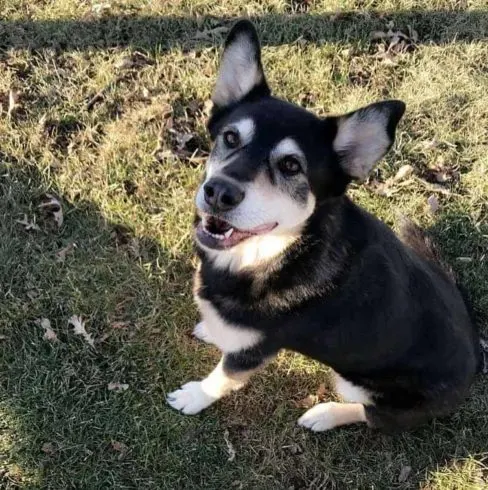 German-Shepherd-Blue-Heeler-Mix