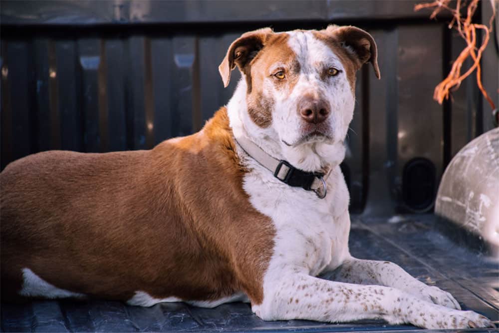 What-Dog-Is-Stronger-Than-A-Pitbull