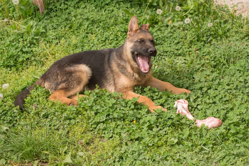 What-Human-Food-Can-German-Shepherds-Eat