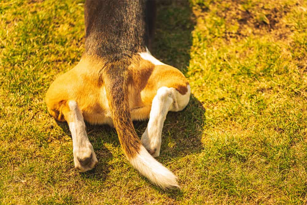 why do dogs back legs collapse