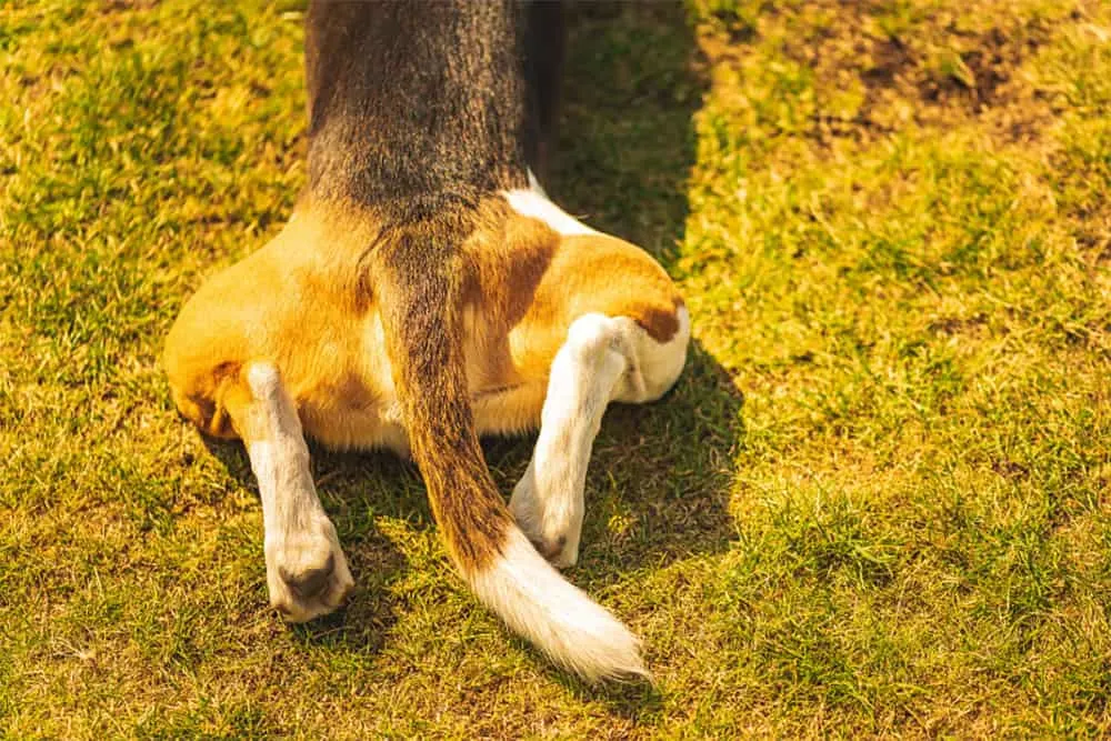 Why Does My Dogs Legs Keep Giving Way