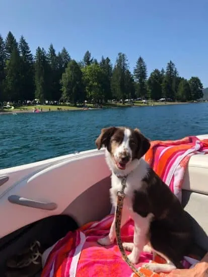 are-australian-shepherds-a-one-person-dog