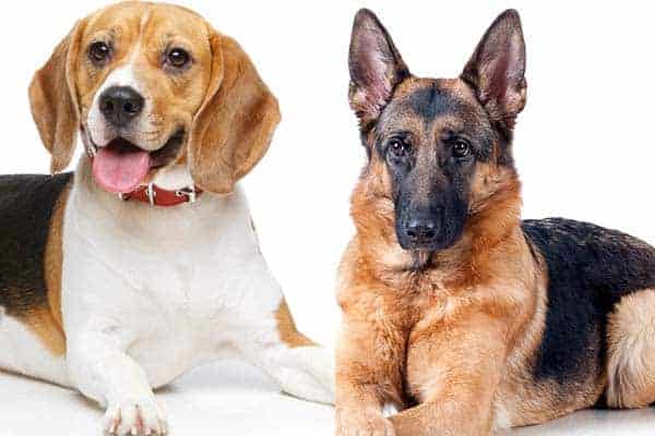 beagle-vs-german-shepherd