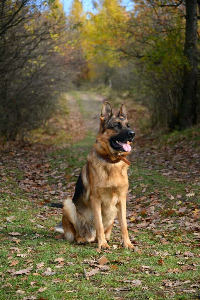 common-health-issues-in-german-shepherds