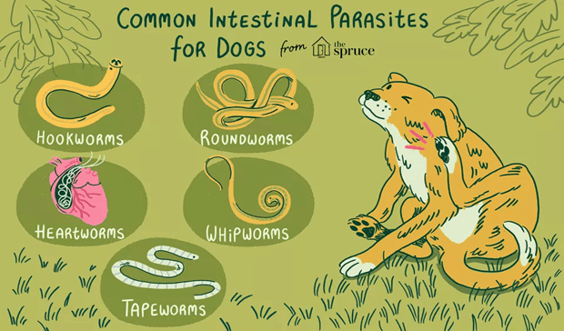 common intestinal parasites for dogs