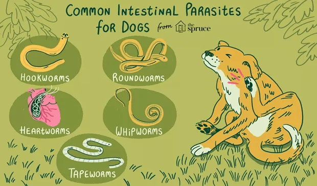 common intestinal parasites for dogs