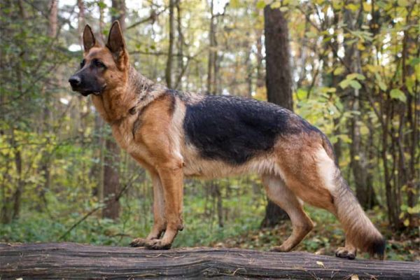 how do german shepherds get along with cats