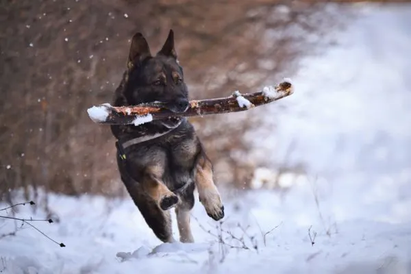 do-german-shepherds-get-along-with-cats